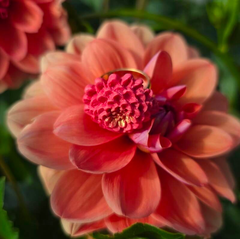 Ring Dahlia roze ~ verstelbare ring uit stainless steel met klei