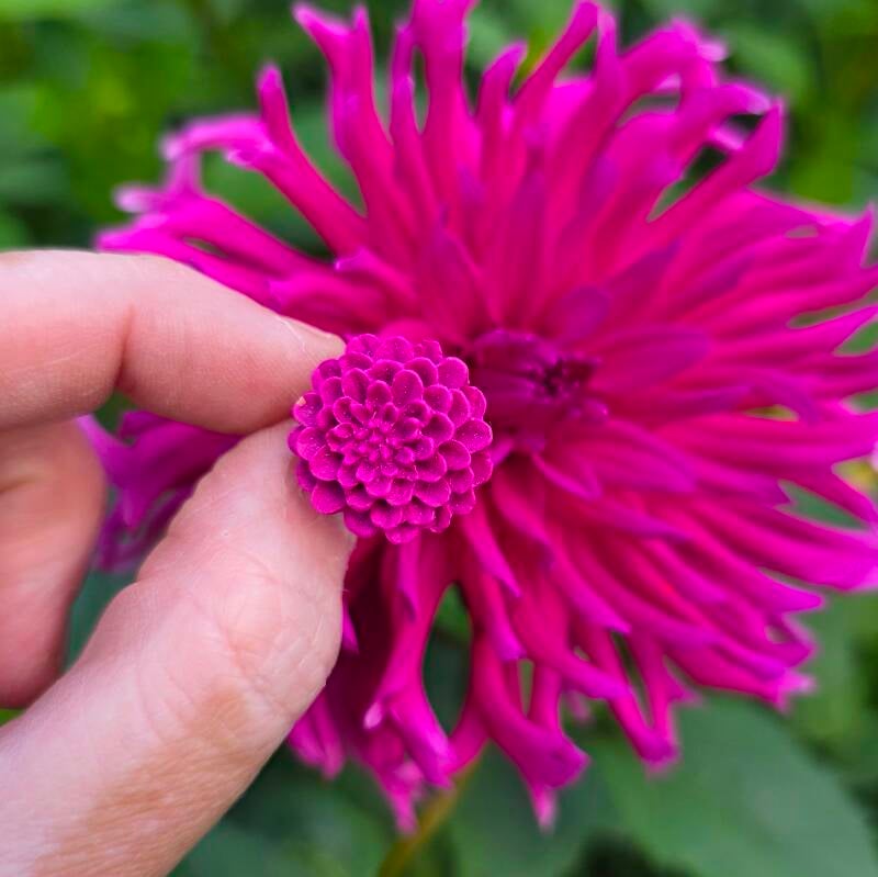 Ring Dahlia magenta ~ verstelbare ring uit stainless steel met klei