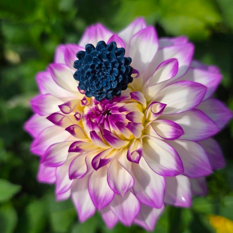 Ring Dahlia navyblauw ~ verstelbare ring uit stainless steel met klei