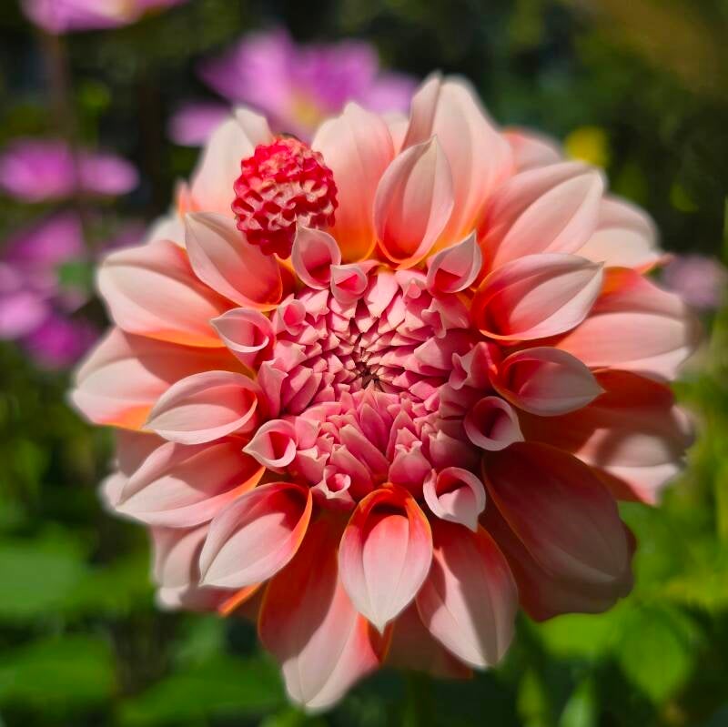 Ring Dahlia pompon mini ~ verstelbare ring uit stainless steel met klei