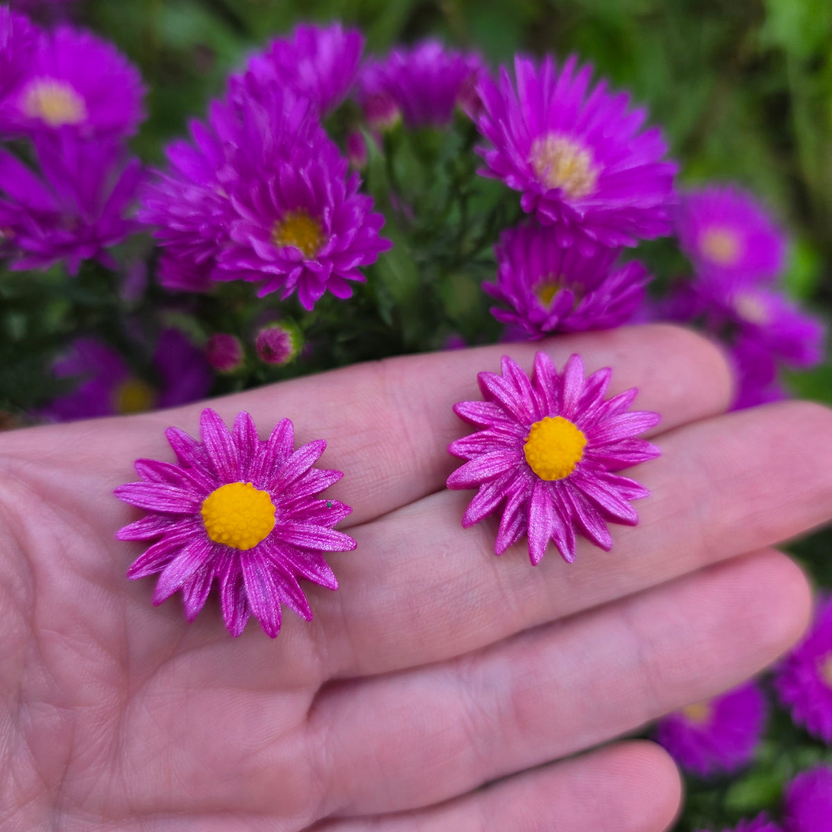 Oorstekers aster in fuchsia