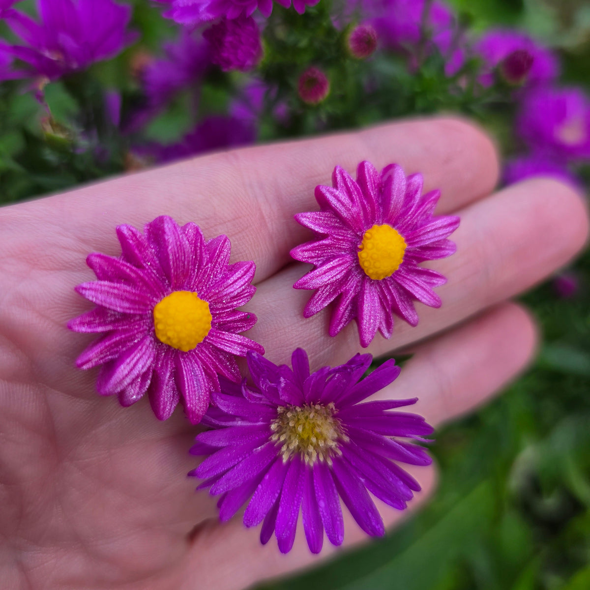 Oorstekers aster in fuchsia